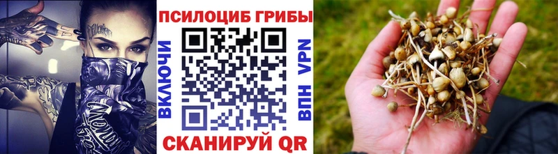 дарк нет телеграм  Сураж  Галлюциногенные грибы прущие грибы  купить  цена 