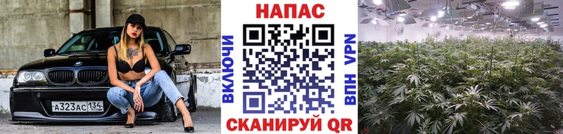 МАРИХУАНА семена  хочу   Сураж 
